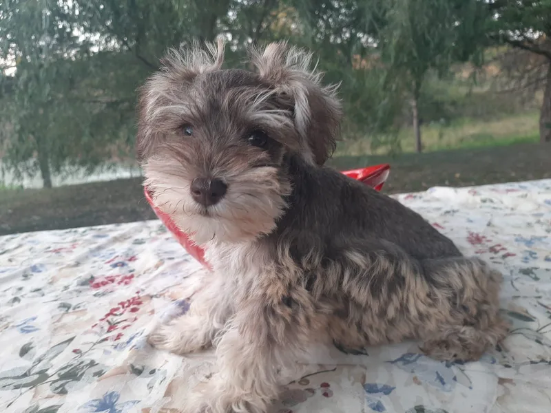 Diana's Miniature Schnauzers