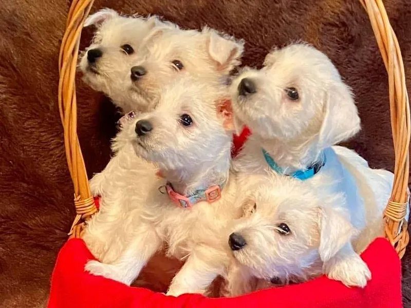 Diana's West Highland White Terriers