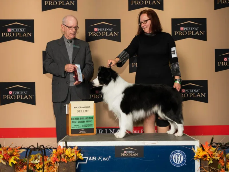 Diana Smith's Border Collies