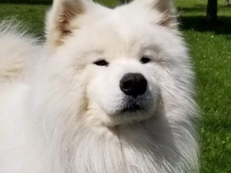 Diane Garcia's Samoyeds