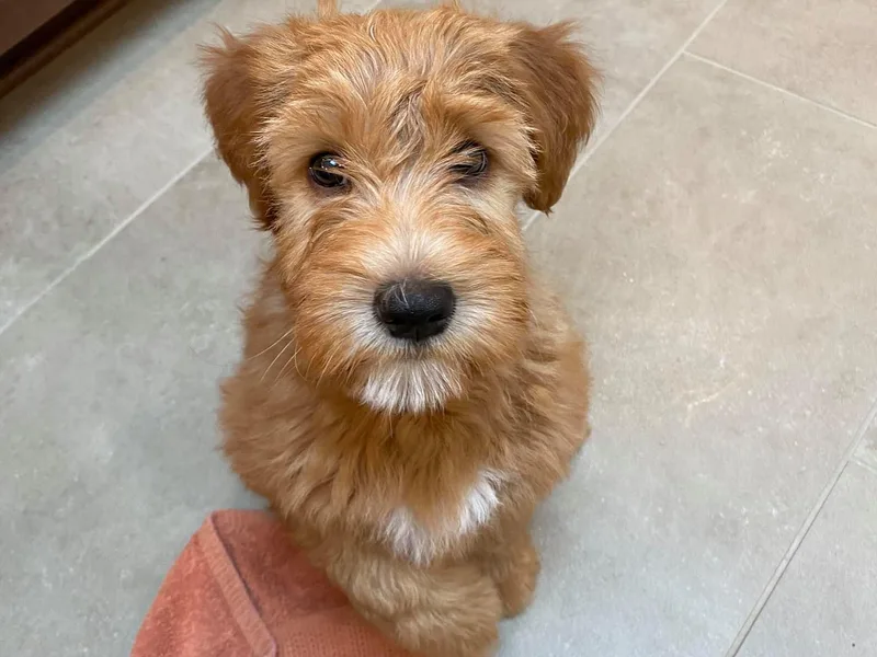 Diane Hayhurst's Soft Coated Wheaten Terriers