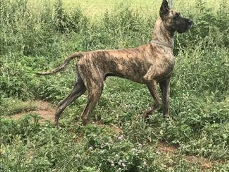 Diane Husar Great Danes