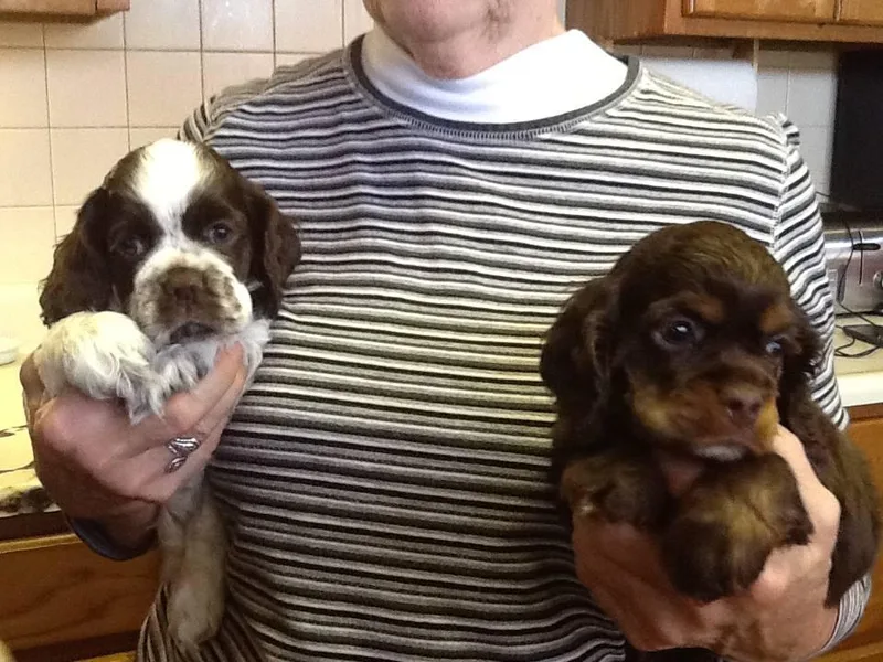 Diane Matthews' Cocker Spaniels