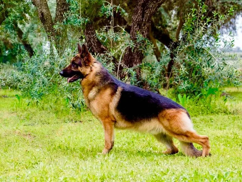 Diane's German Shepherds