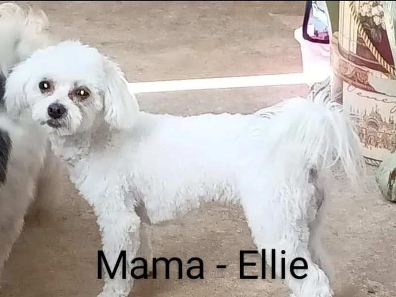 Diane's Maltipoos photo 1