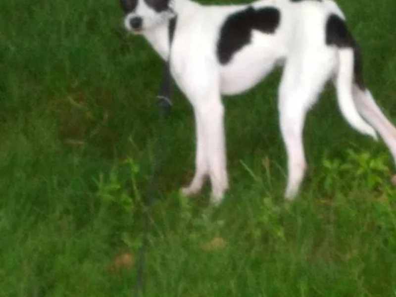 Diane's Rat Terriers