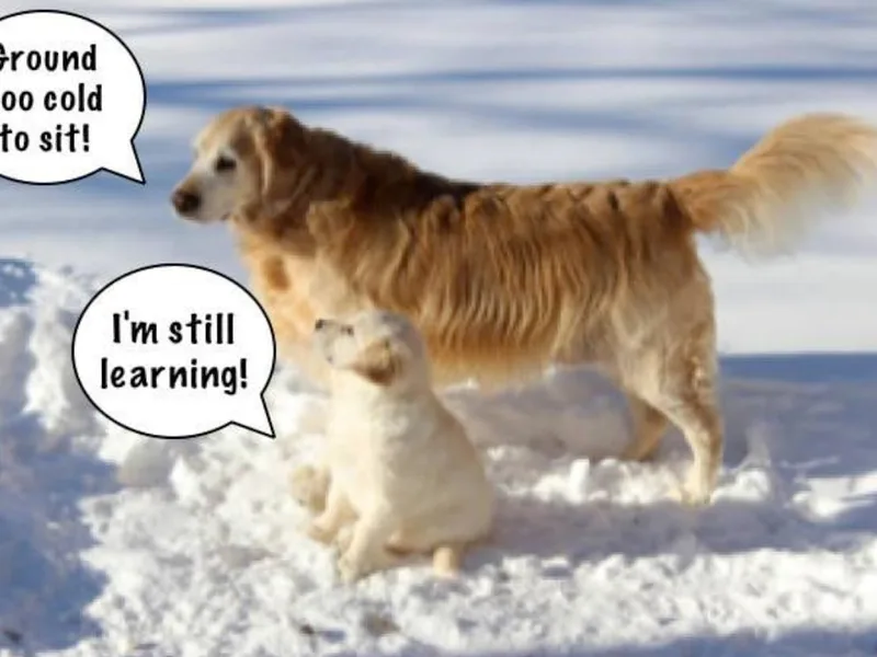 Diane Swezey's Golden Retrievers