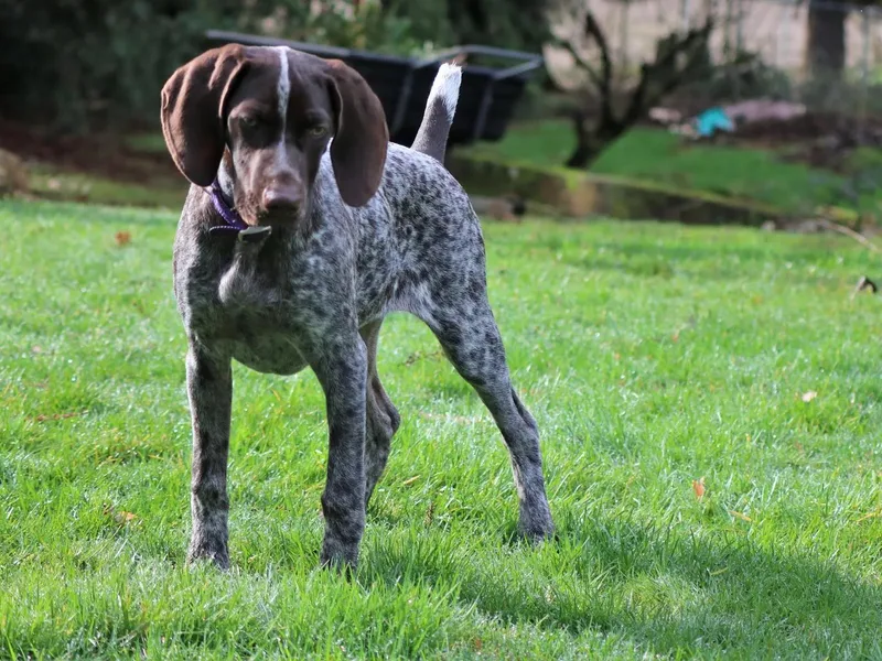 Dianna James's German Shorthaired Pointers