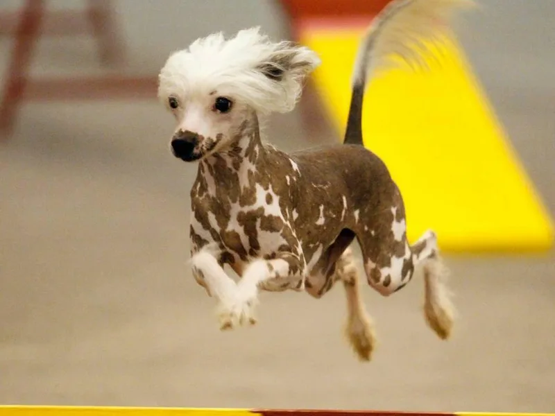 Dianne Duncan's Chinese Cresteds