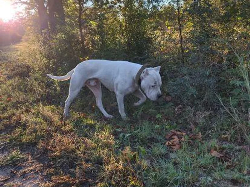 Diavol Dogos /DoubleD Creek Ranch