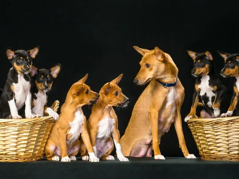 Dibu Basenjis