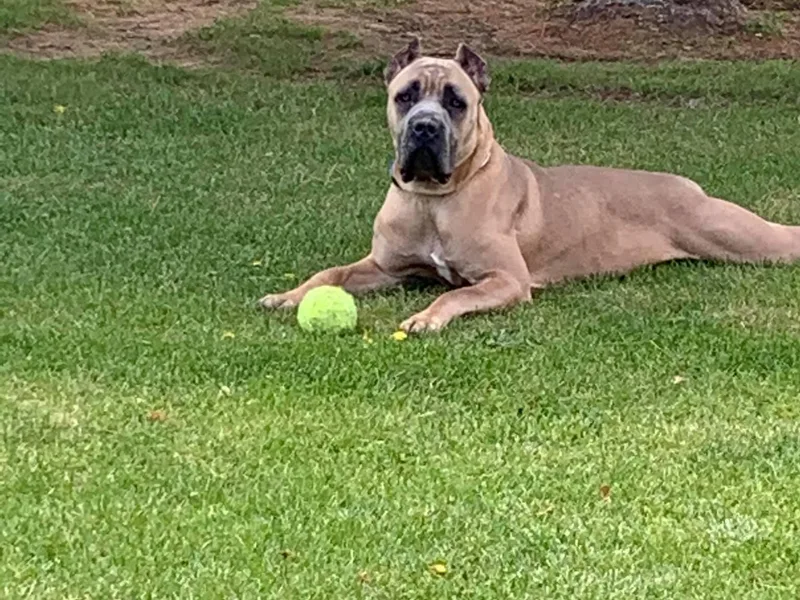 DiCampo Cane Corso