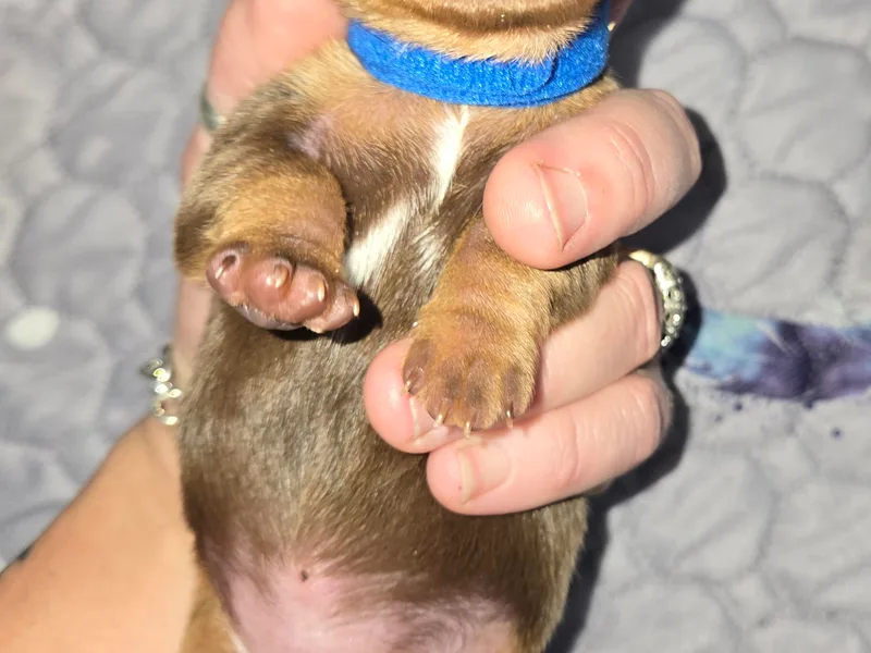 Dicrocco's Doxies