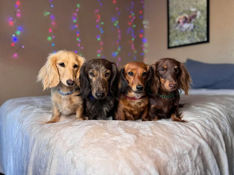 Diddle Bros Dachshunds