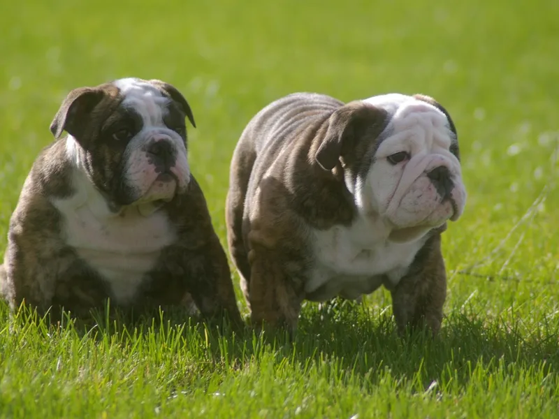 Diggin' Bulldogs