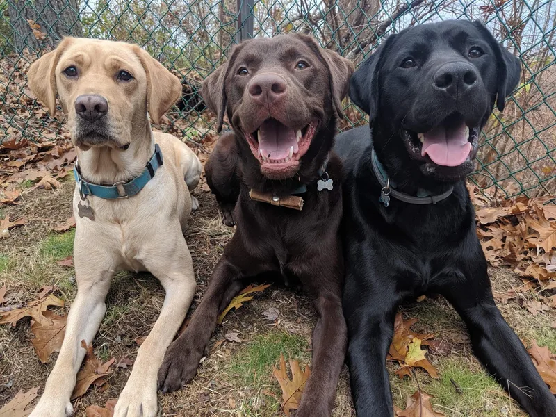 Diggity Dogs Service Dogs