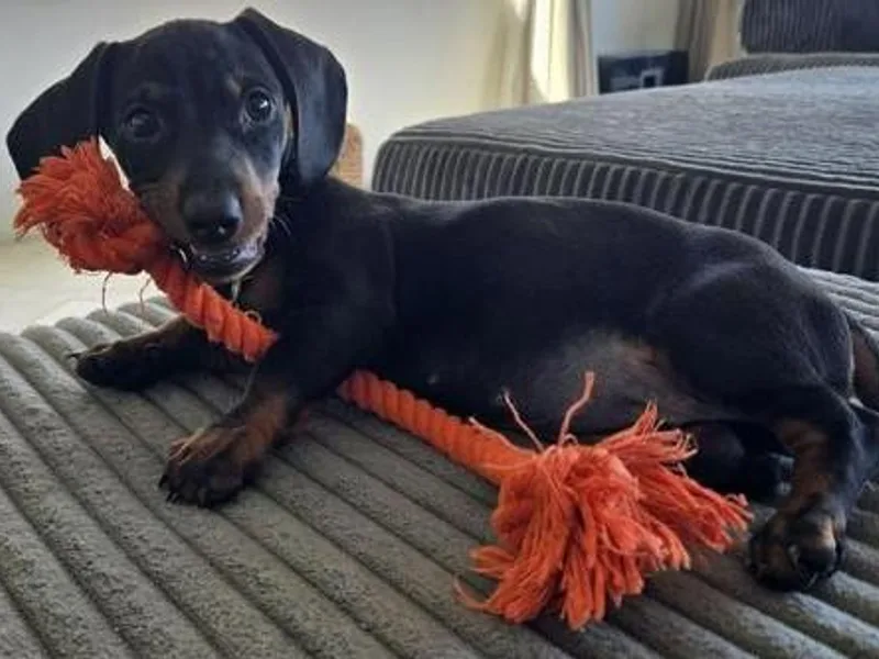 Dilalah Dachshund