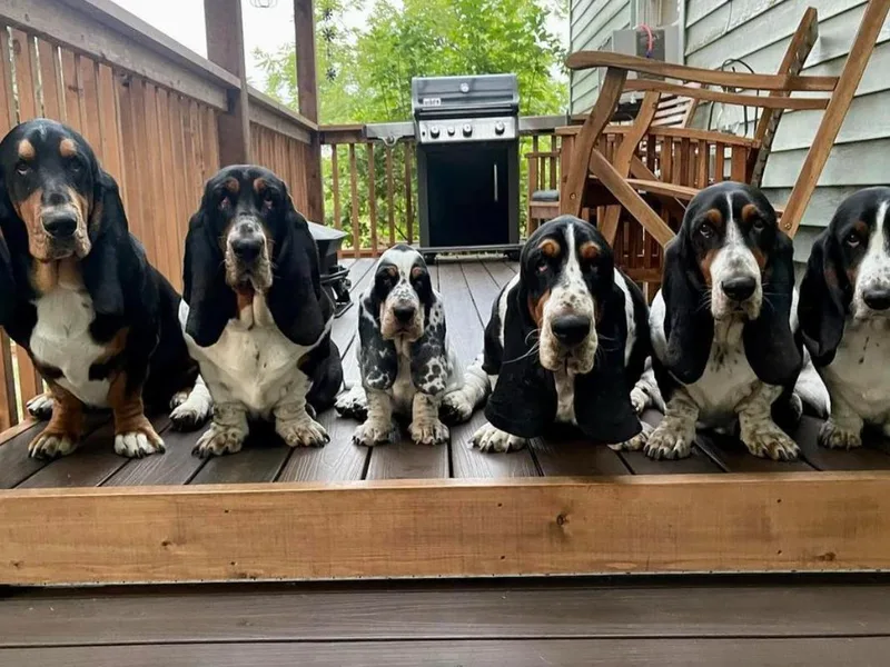 Dilley's Country Bassets