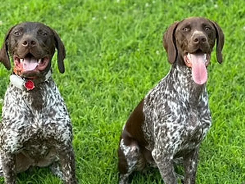 Dills German Shorthairs
