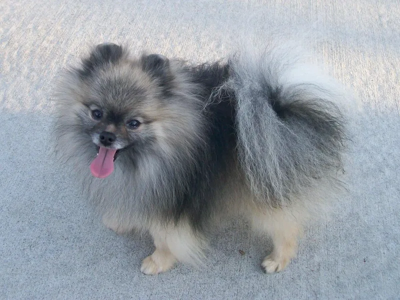Dingman’s Lone Wolf Poms