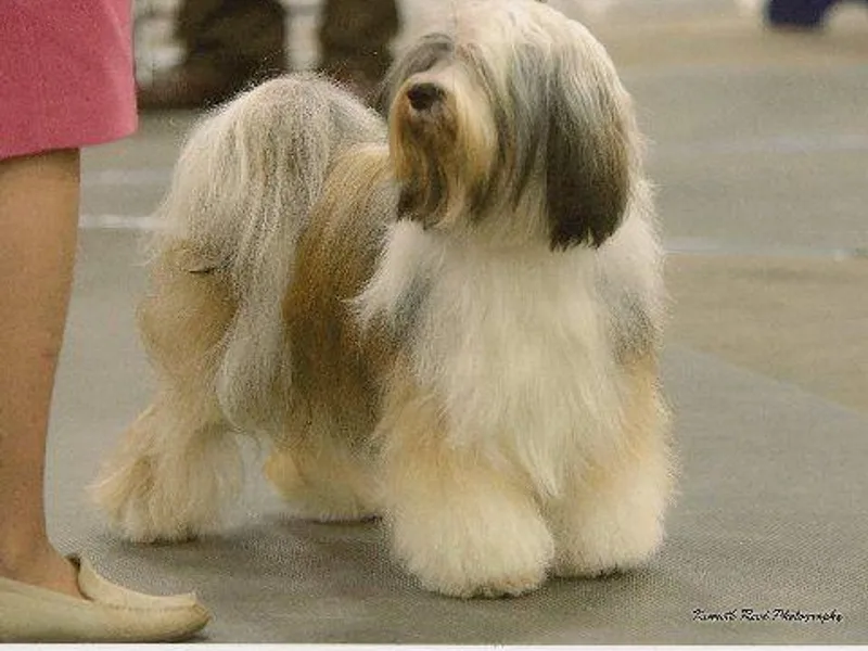 Dioghe Tibetan Terriers photo 1