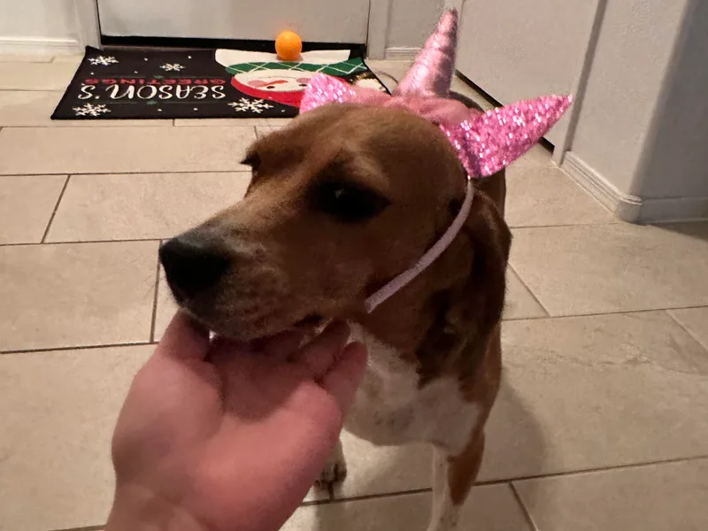 Dior’s beagle adventure