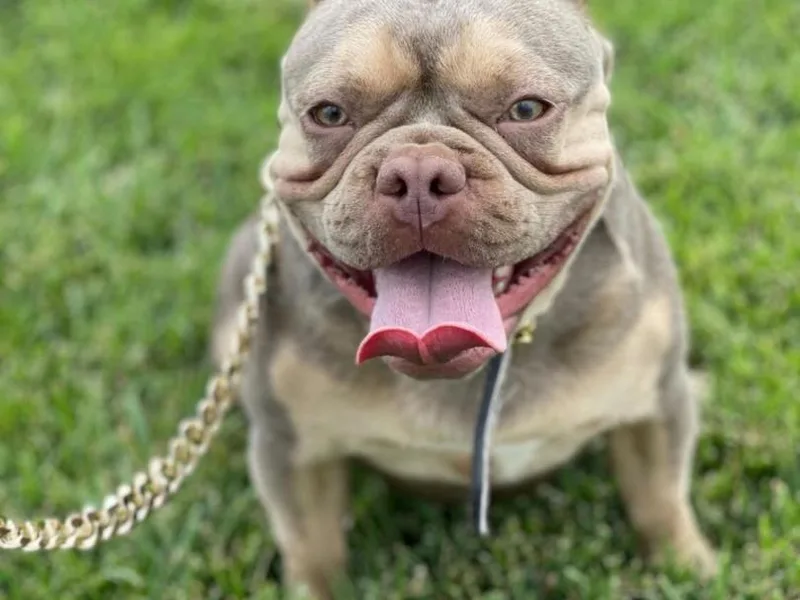 Dior The Frenchie
