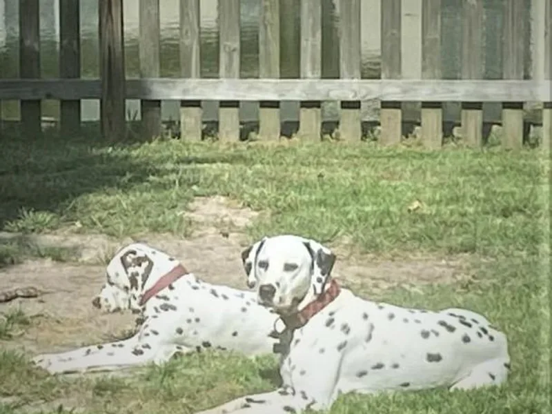 Dipping Dot Dalmatians