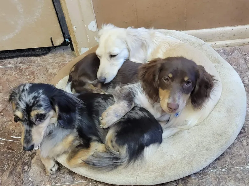 Dippy Girl Doxies
