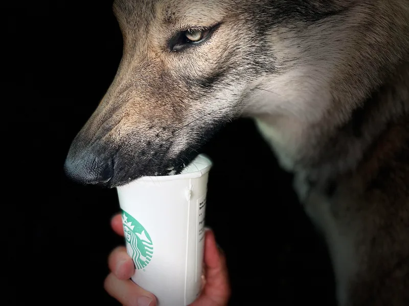 DireWolf Pack photo 1