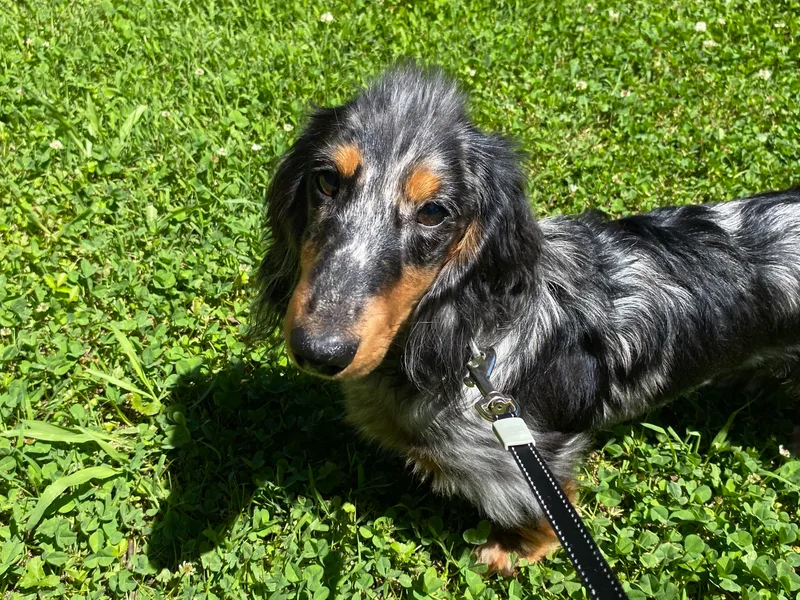 Dirt Road Doxies