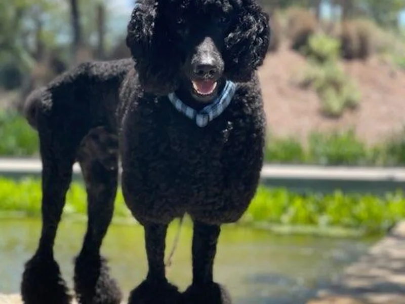 Dirt Road Ranch Kennels