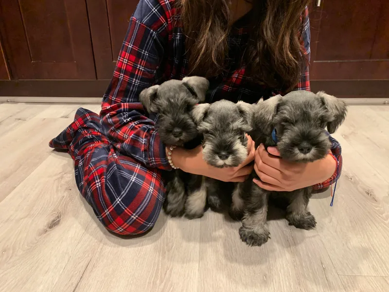 Dirty Beard Mini Schnauzers