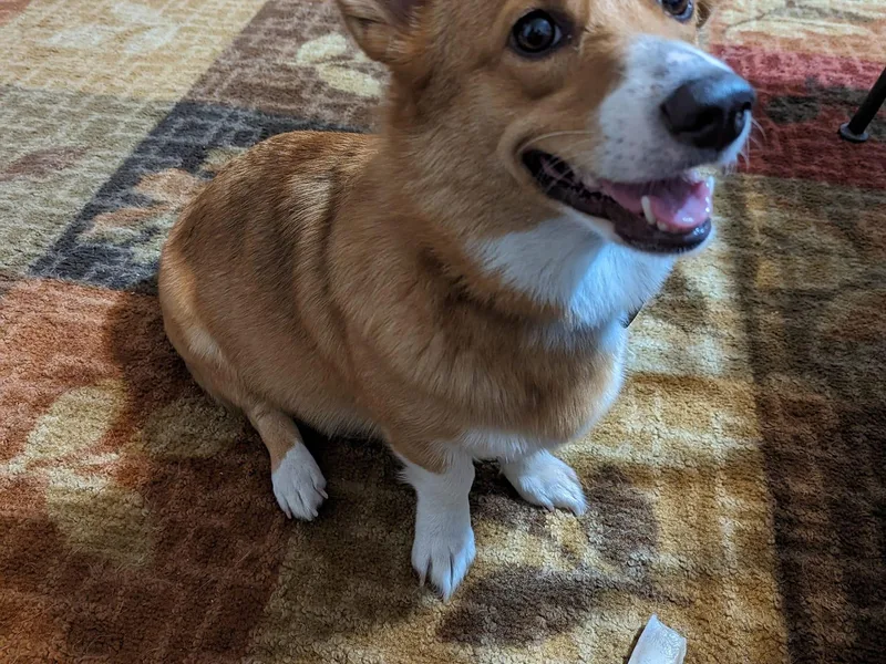 Disco Corgis photo 1