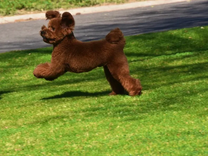 Disco Dogs Cavapoos photo 1