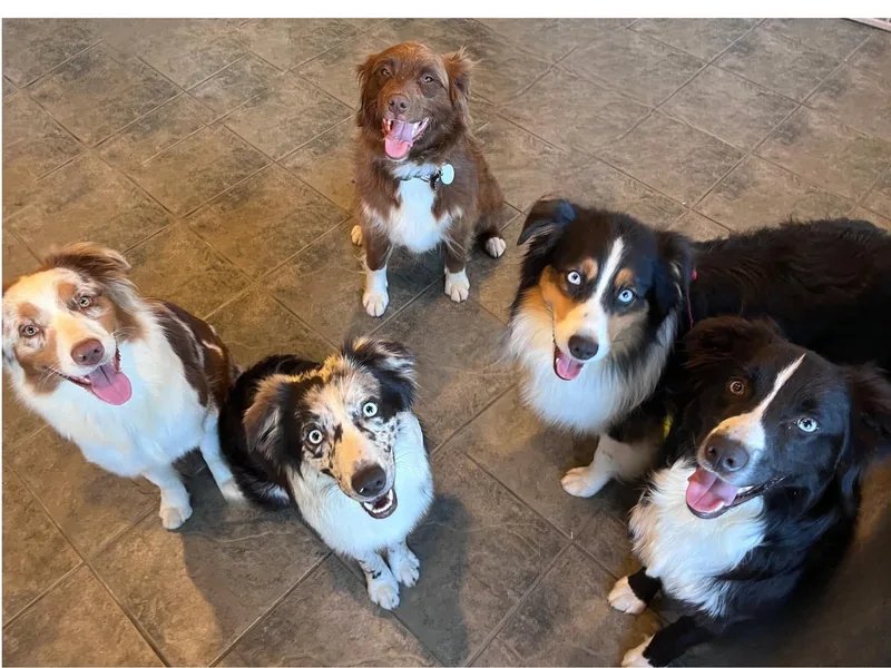 Discovery Hill Australian Shepherds