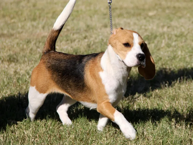 Dismal Creek Beagles