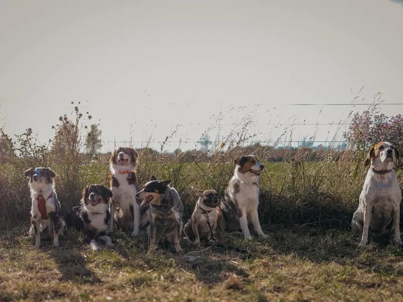 Distant Hill Australian Shepherds