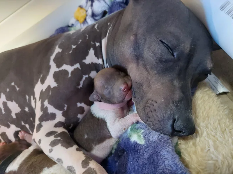 Distinct American Hairless Terriers