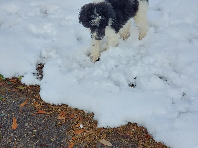 Distinguished Doodles and More