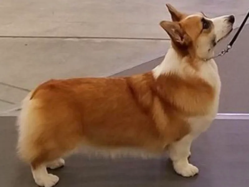 Ditto's Pembroke Welsh Corgis