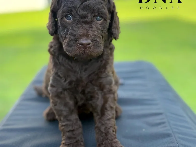 Diverse Nurturing Affectionate Doodle Kennel