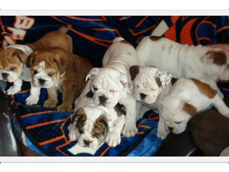 Diversity Bulldogs