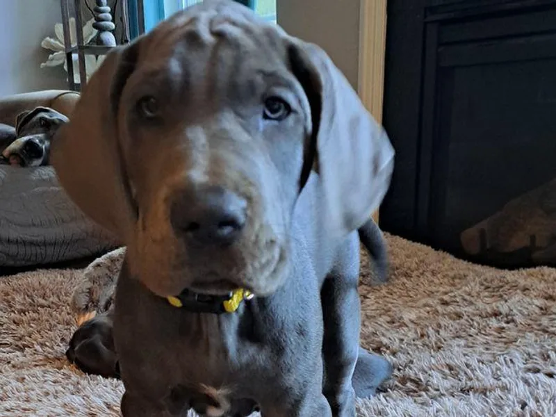 Divine Blue Angels Great Danes