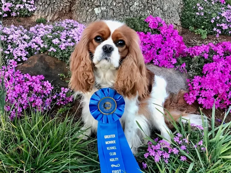 Divine Cavaliers photo 1