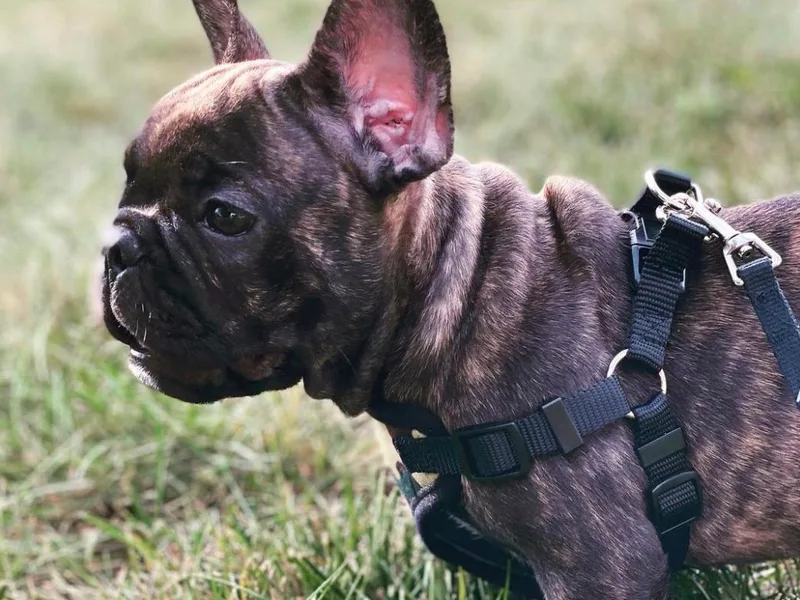 Divine Crown French Bulldogs