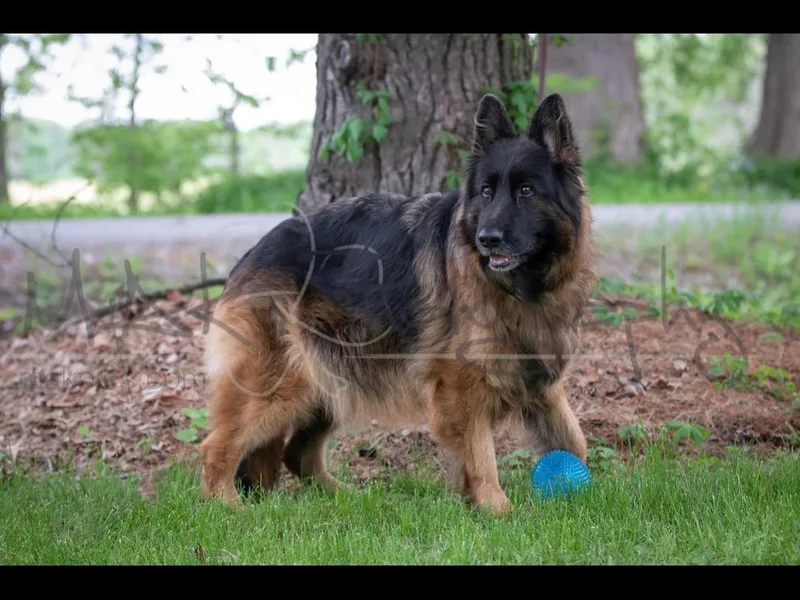 Divine German Shepherds