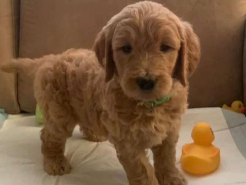 Divine Goldendoodles