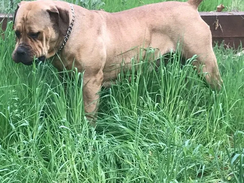 Divine Heir Boerboel