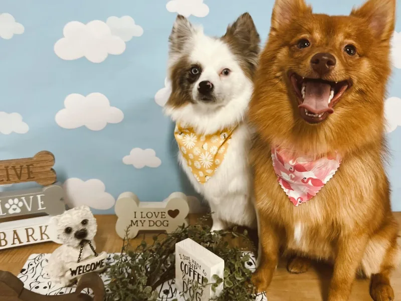 Divine Inspired Poms